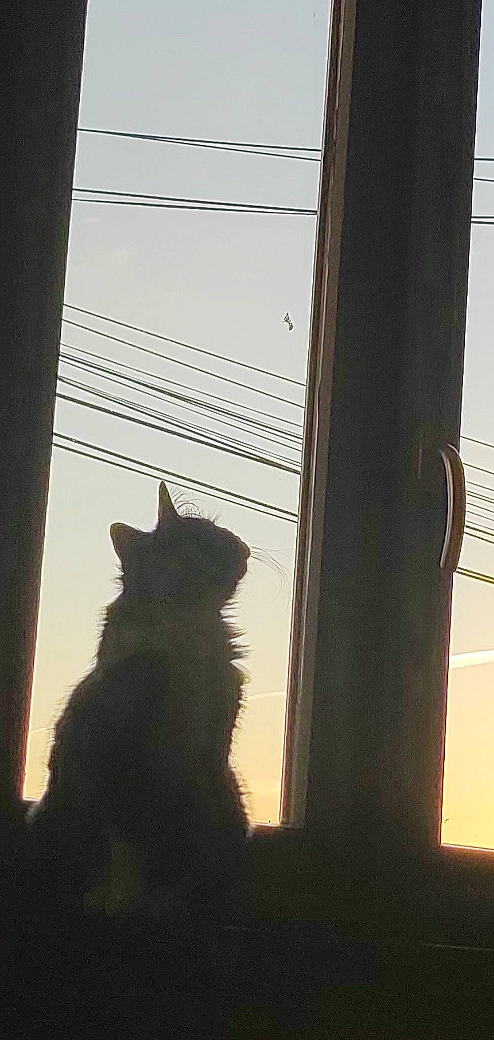 Mimou participe au concours pour gagner de l'argent avec cette photo : black_cat, carnivore, cat, curtain, domestic_short_haired_cat, felidae, fur, glass, light, shade, shadow, small_to_medium_sized_cats, snout, tail, tints_and_shades, tree, whiskers, window, window_covering, wood