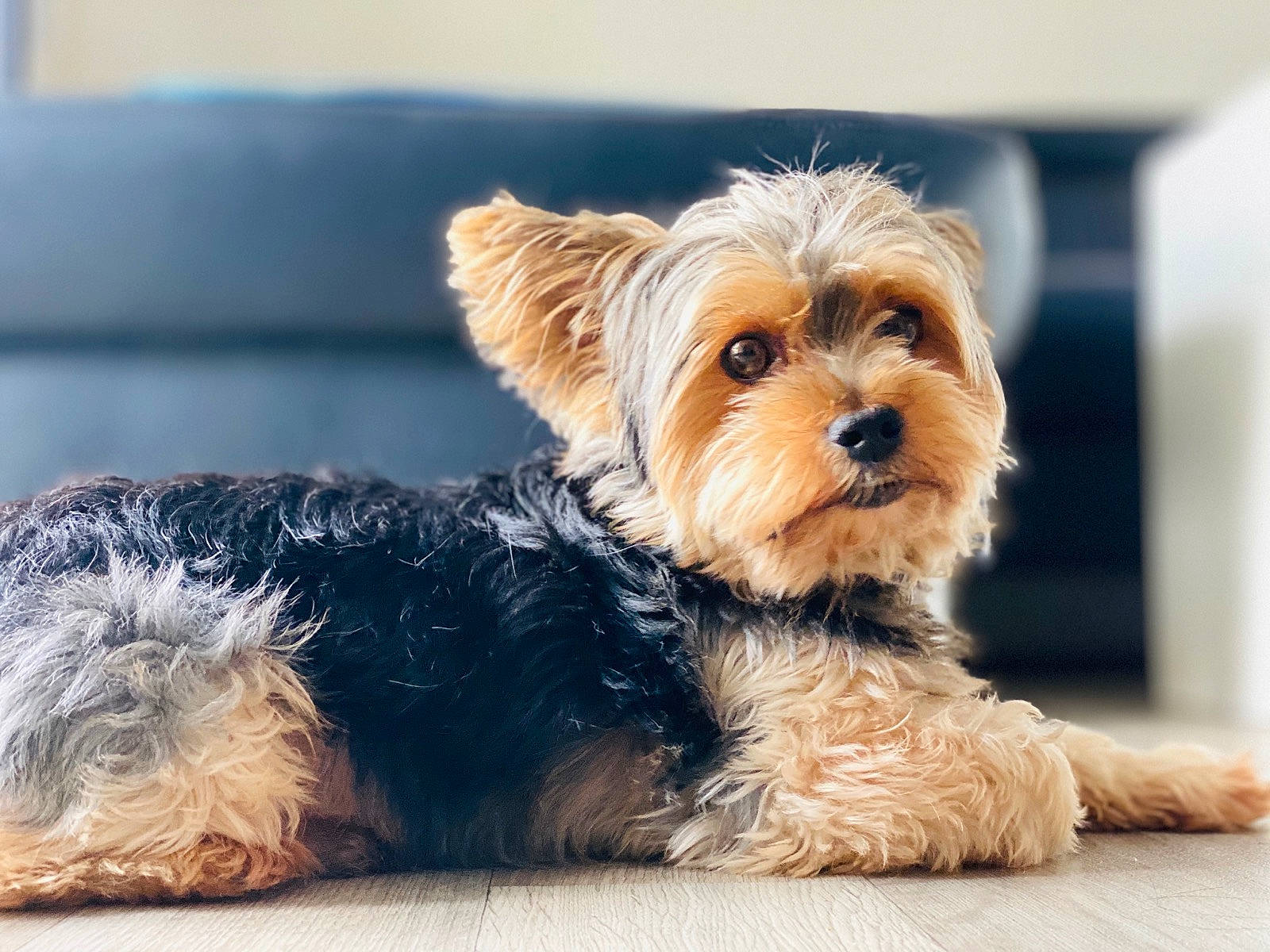 Heliott a rejoint le concours — aidez-le/la à gagner de superbes lots ! australian_silky_terrier, australian_terrier, canidae, carnivore, companion_dog, dog, dog_breed, dog_supply, fawn, fur, liver, small_terrier, snout, sporting_group, terrier, toy, toy_dog, working_animal, yorkipoo, yorkshire_terrier