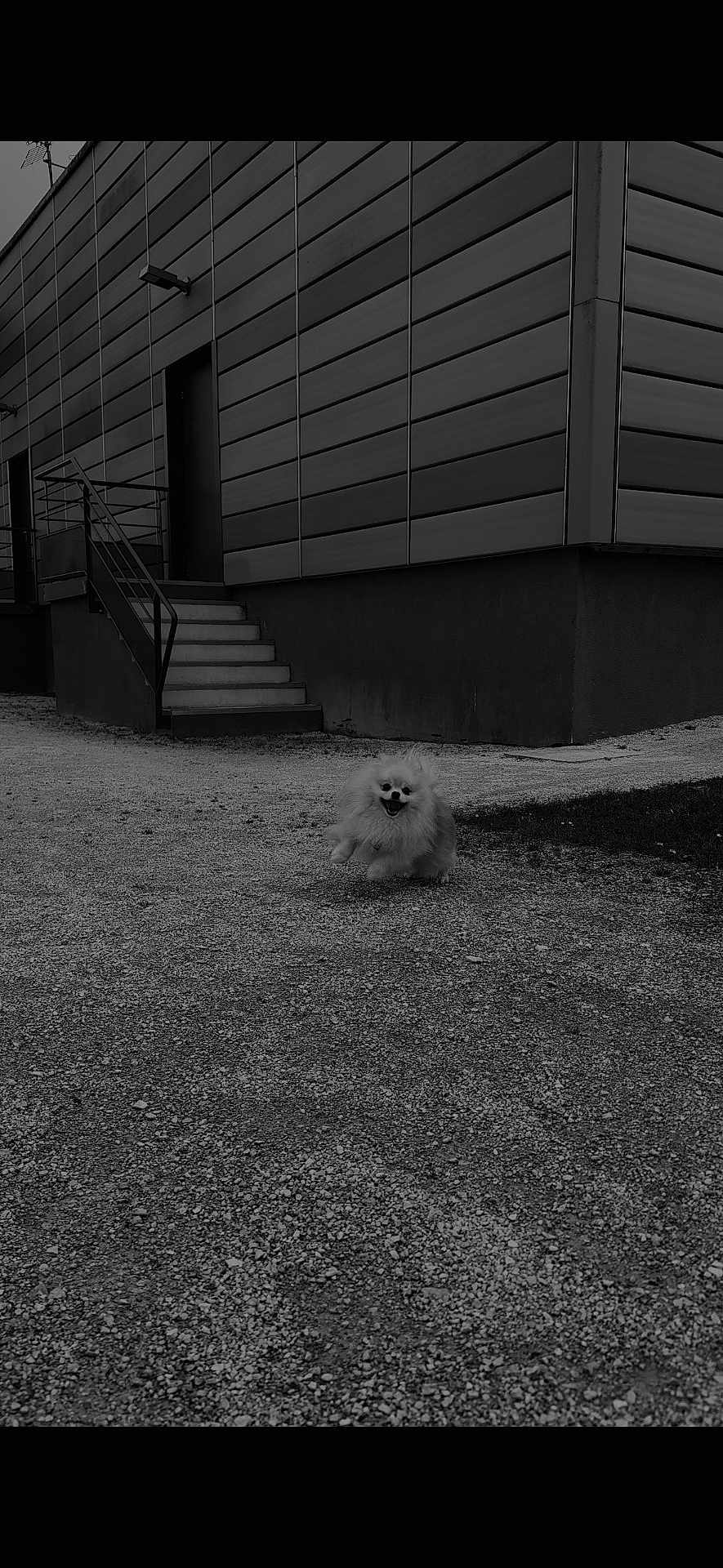 Archie participe au concours pour gagner de l'argent avec cette photo : dog, running, gravel, building, stairs, outdoor, happy, animal, pet, fur, joyful, architecture, sidewalk, metal_railings, door, concrete, small_dog, monochrome, motion, smiling