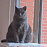animal, brick_wall, cat, cat_perch, cozy, domestic_animal, ears, feline, fur, grey_cat, home, indoor, looking, pet, portrait, quiet, resting, sitting, whiskers, window