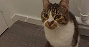 Stitch participe au concours pour gagner de l'argent avec cette photo : animal, bathroom, cat, ears, floor, front_view, green_eyes, heart_emoji, indoors, pet, photography, plumbing, portrait, sitting, striped_fur, tabby_cat, wall, whiskers, white_cat, wood_floor