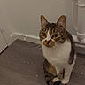 animal, bathroom, cat, ears, floor, front_view, green_eyes, heart_emoji, indoors, pet, photography, plumbing, portrait, sitting, striped_fur, tabby_cat, wall, whiskers, white_cat, wood_floor