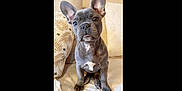 Pépite a rejoint le concours — aidez-le/la à gagner de superbes lots ! adorable, animal, companion, couch, cozy, cute, dog, domestic, ears, face, french_bulldog, friendly, fur, indoor, looking, pet, puppy, sitting, small, young