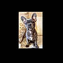 adorable, animal, companion, couch, cozy, cute, dog, domestic, ears, face, french_bulldog, friendly, fur, indoor, looking, pet, puppy, sitting, small, young