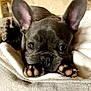 Pépite participe au concours pour gagner de l'argent avec cette photo : adorable, animal, blanket, canine, closeup, companion, cute, dog, ears, face, french_bulldog, fur, indoor, mammal, paws, pet, puppy, relaxed, resting, sleepy
