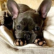 Pépite a rejoint le concours — aidez-le/la à gagner de superbes lots ! adorable, animal, blanket, canine, closeup, companion, cute, dog, ears, face, french_bulldog, fur, indoor, mammal, paws, pet, puppy, relaxed, resting, sleepy