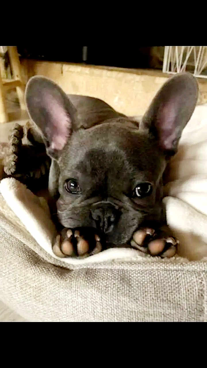 Pépite a rejoint le concours — aidez-le/la à gagner de superbes lots ! adorable, animal, blanket, canine, closeup, companion, cute, dog, ears, face, french_bulldog, fur, indoor, mammal, paws, pet, puppy, relaxed, resting, sleepy