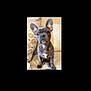 Pépite a rejoint le concours — aidez-le/la à gagner de superbes lots ! alert, animal, companion, couch, cute, dog, domestic, ears, french_bulldog, friendly, fur, indoor, looking, mammal, pet, pillow, portrait, puppy, sitting, young