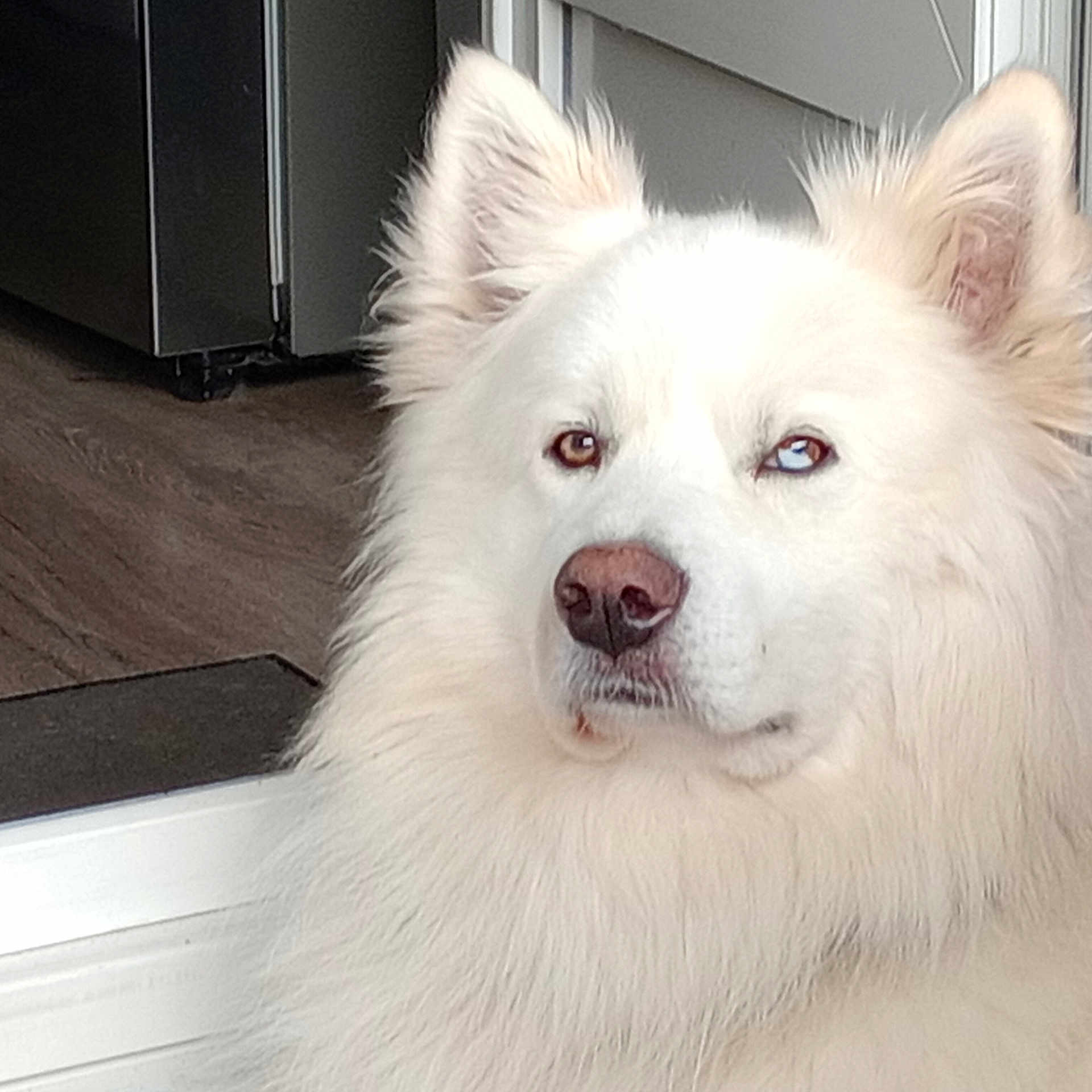Snow participe au concours pour gagner de l'argent avec cette photo : dog, white_fur, heterochromia, brown_eye, blue_eye, pet, canine, indoor, fur, portrait, animal, face, ears, nose, calm, fluffy, domestic, mammal, closeup, house