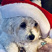 Destiny is registered to the contest to win money with this photo: dog, white_dog, santa_hat, christmas_hat, holiday, festive, pet, cute, fluffy, cozy, blanket, snuggle, closeup, indoor, animal, fur, sleepy, portrait, soft, holiday_season