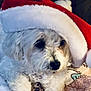 dog, white_dog, santa_hat, christmas_hat, holiday, festive, pet, cute, fluffy, cozy, blanket, snuggle, closeup, indoor, animal, fur, sleepy, portrait, soft, holiday_season