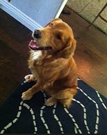 Cowboy is registered to the contest to win money with this photo: canidae, carnivore, companion_dog, dog, dog_breed, fawn, golden_retriever, hovawart, labrador_retriever, mammal, nova_scotia_duck_tolling_retriever, retriever, small_greek_domestic_dog, sporting_group, vertebrate