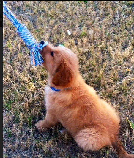 Cowboy is registered to the contest to win money with this photo: american_cocker_spaniel, basset_fauve_de_bretagne, canidae, carnivore, cocker_spaniel, companion_dog, dog, dog_breed, english_cocker_spaniel, fawn, golden_retriever, mammal, puppy, retriever, spaniel, sporting_group, vertebrate