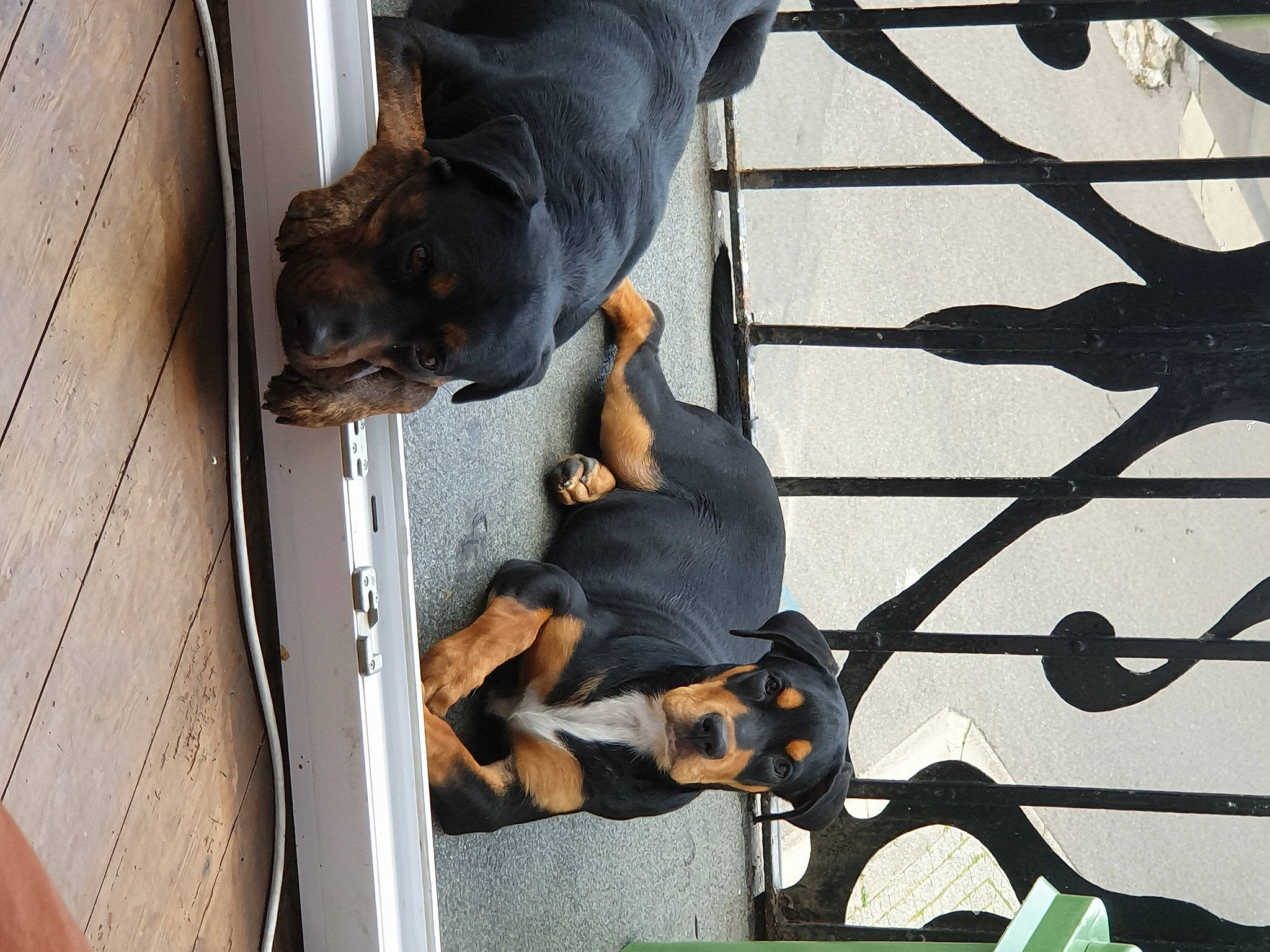 Leïla participe au concours pour gagner de l'argent avec cette photo : canidae, carnivore, companion_dog, dobermann, dog, dog_breed, guard_dog, metal, pet_supply, snout, sporting_group, working_animal, working_dog