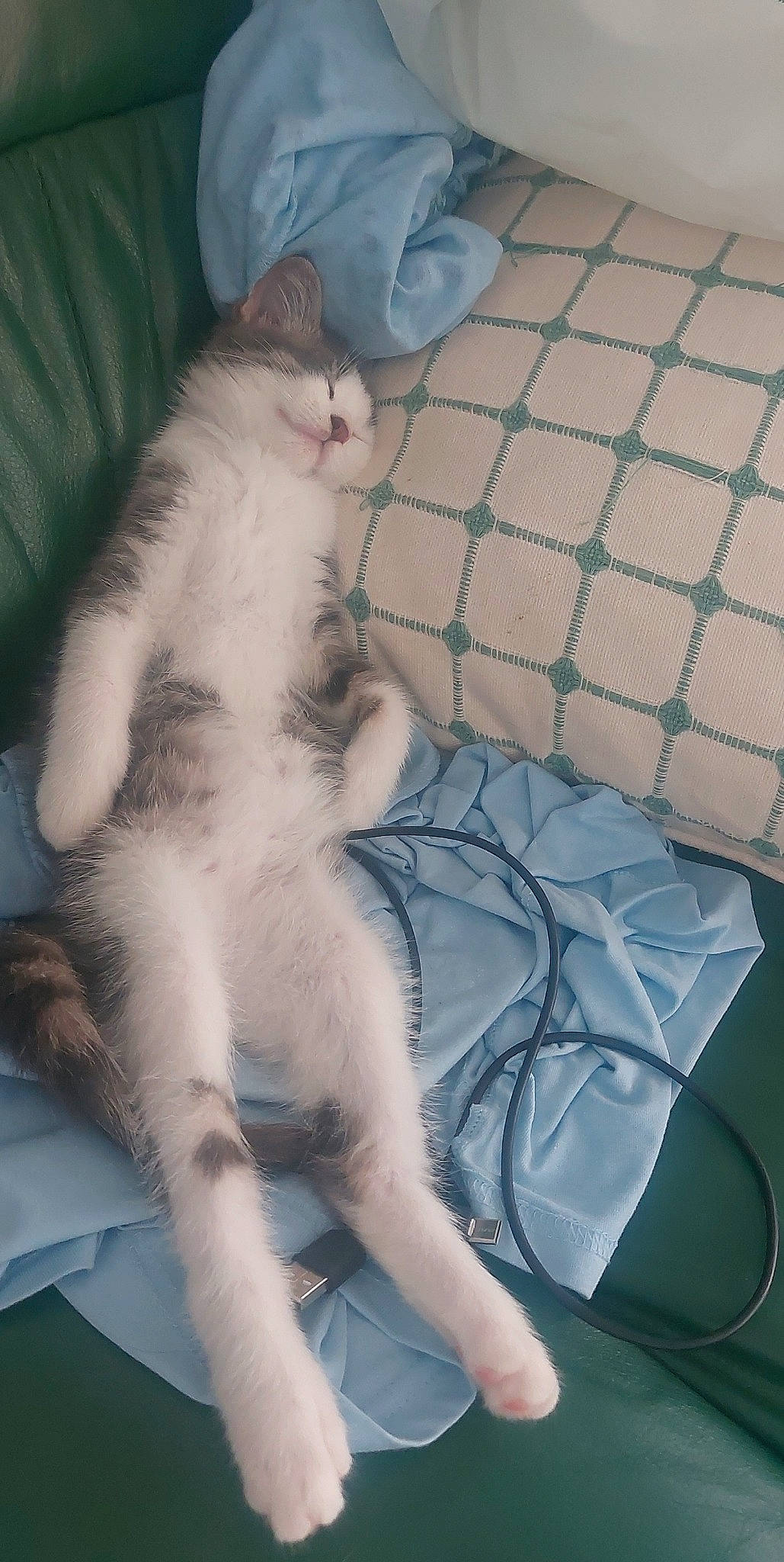 Milo participe au concours pour gagner de l'argent avec cette photo : bed, carnivore, cat, claw, comfort, domestic_short_haired_cat, fang, felidae, foot, fur, human_leg, lap, mesh, pattern, paw, small_to_medium_sized_cats, tail, textile, whiskers, wire_fencing