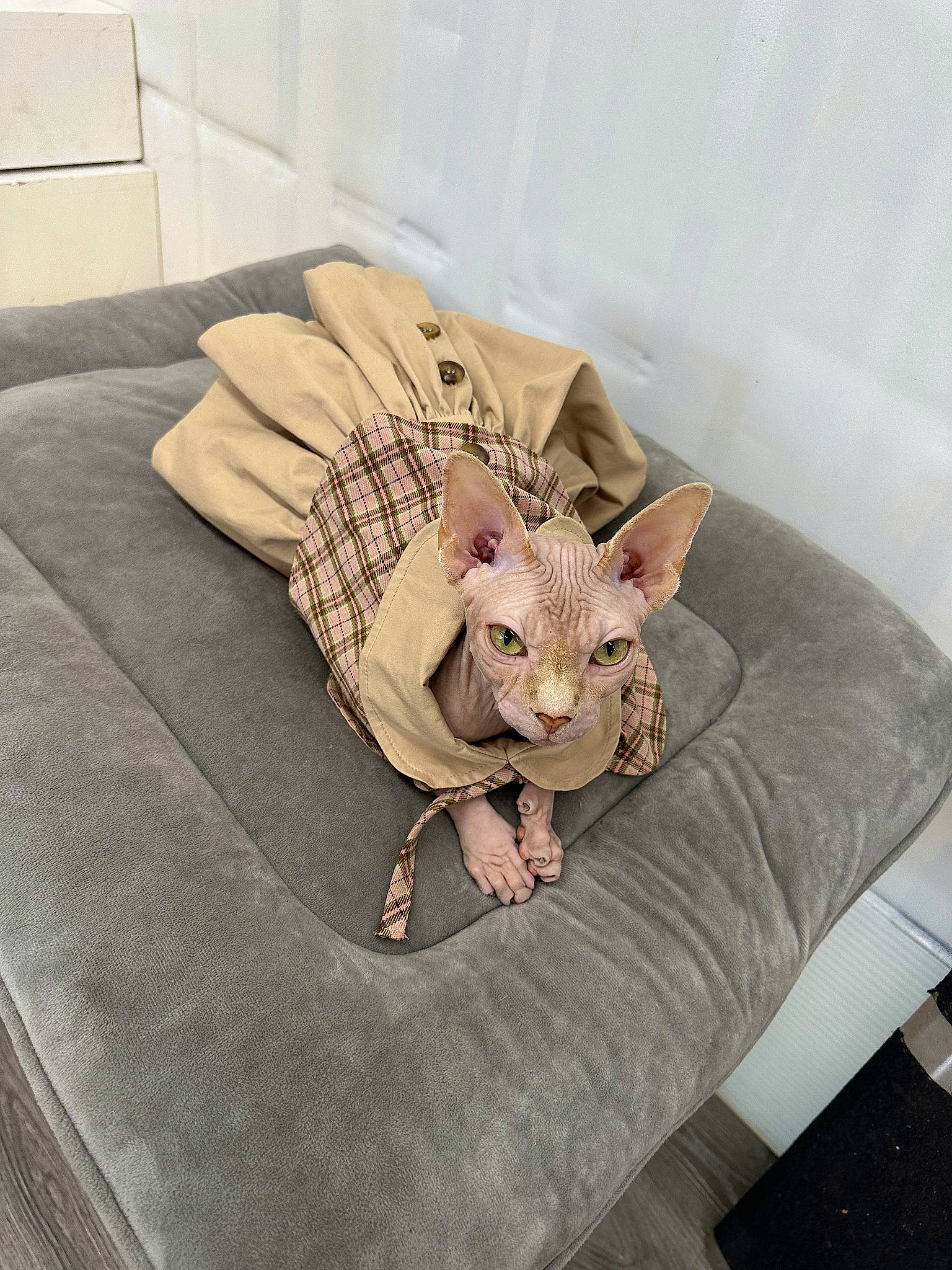 Chai joined the competition — help win amazing prizes! carnivore, cat, comfort, companion_dog, couch, fawn, felidae, flooring, fur, linens, pillow, room, small_to_medium_sized_cats, stuffed_toy, tail, terrestrial_animal, throw_pillow, toy, whiskers, wood