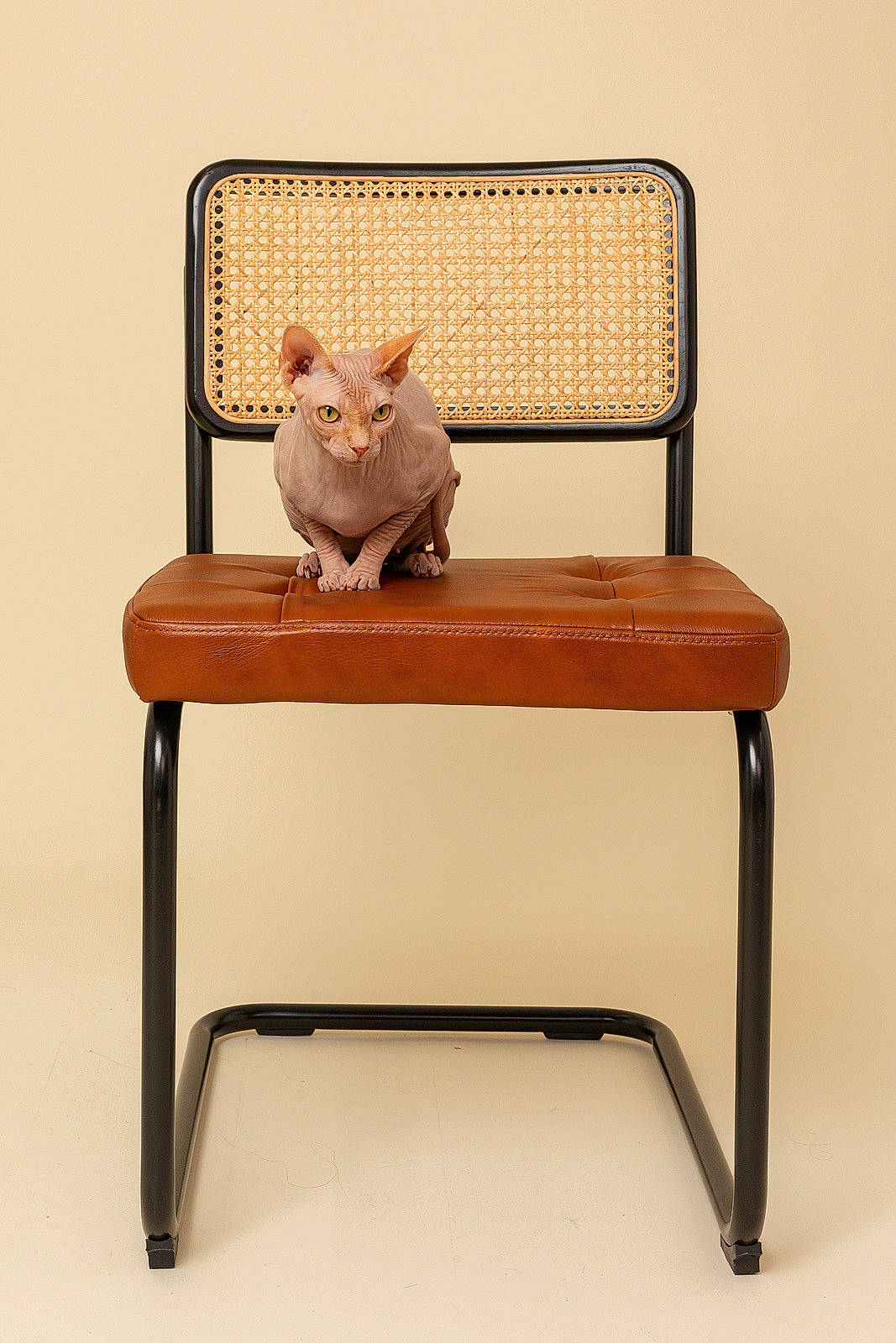 Chai joined the competition — help win amazing prizes! chair, comfort, fawn, felidae, fur, furniture, hardwood, metal, outdoor_furniture, peach, plywood, rectangle, serveware, sitting, small_to_medium_sized_cats, tail, terrestrial_animal, whiskers, wildlife, wood