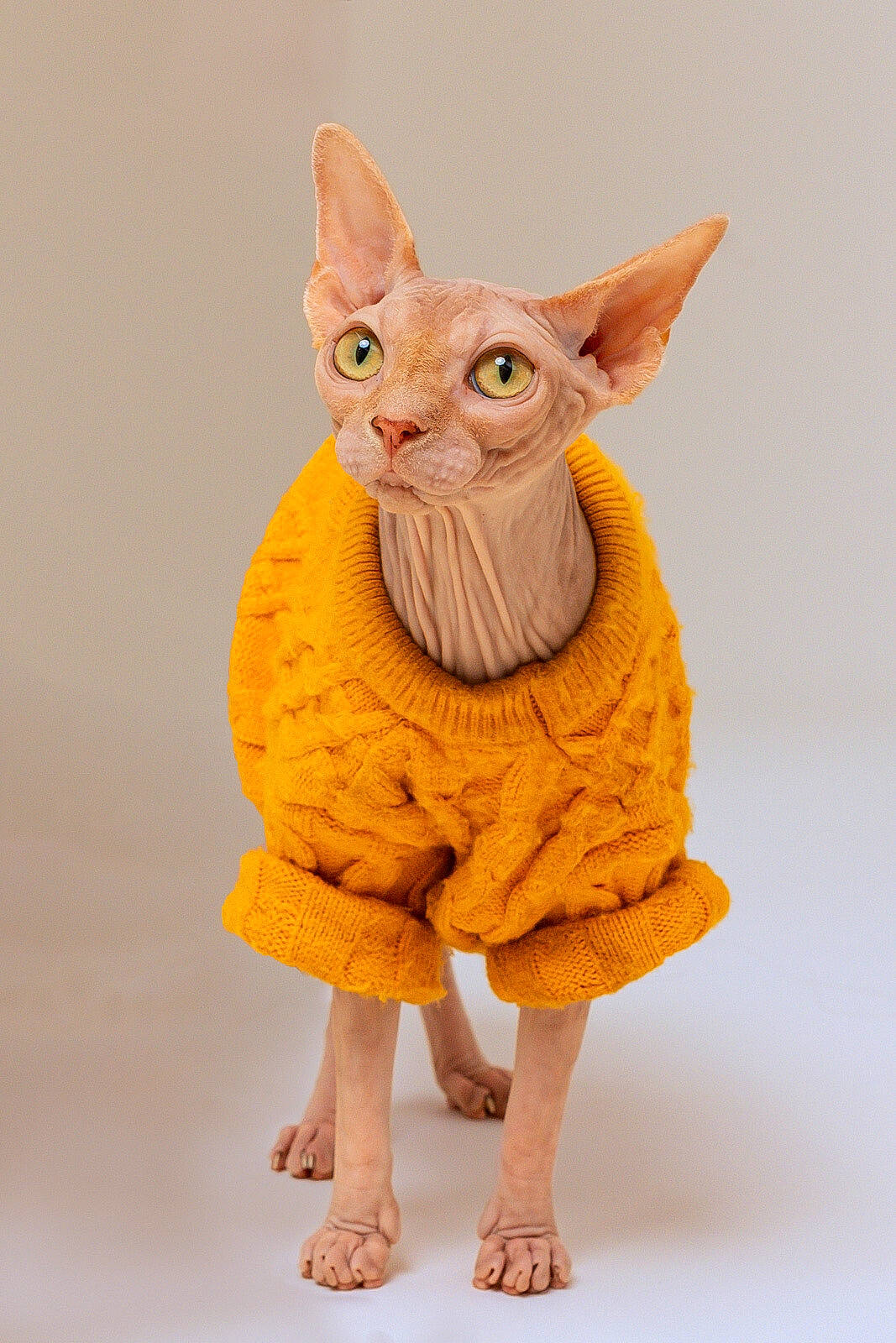 Chai is registered to the contest to win money with this photo: animal_figure, art, costume_hat, creative_arts, event, fashion_accessory, fawn, felidae, fictional_character, figurine, fur, gesture, peach, serveware, sleeve, snout, tail, terrestrial_animal, toy, whiskers