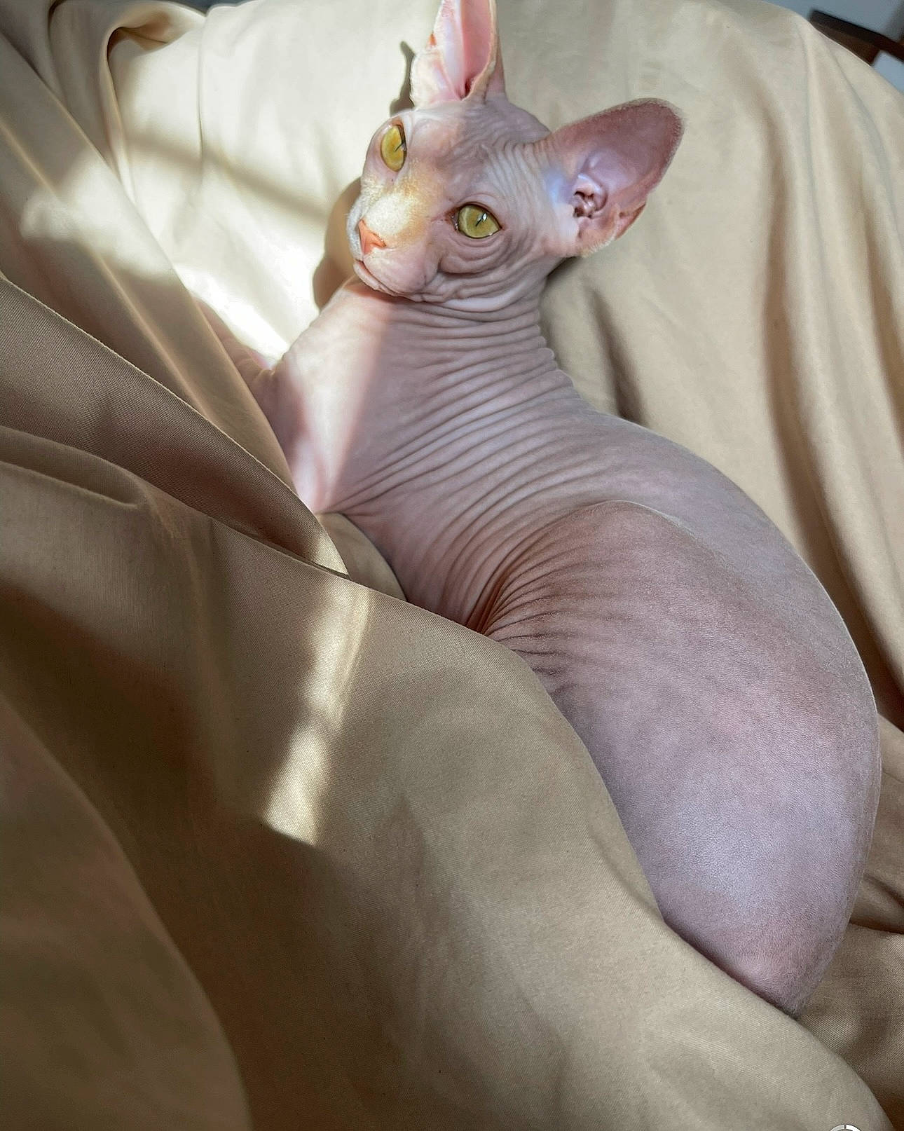 Chai joined the competition — help win amazing prizes! carnivore, cat, comfort, eye, fawn, felidae, foot, gesture, head, human_body, human_leg, jaw, linens, nail, paw, peach, small_to_medium_sized_cats, snout, terrestrial_animal, whiskers