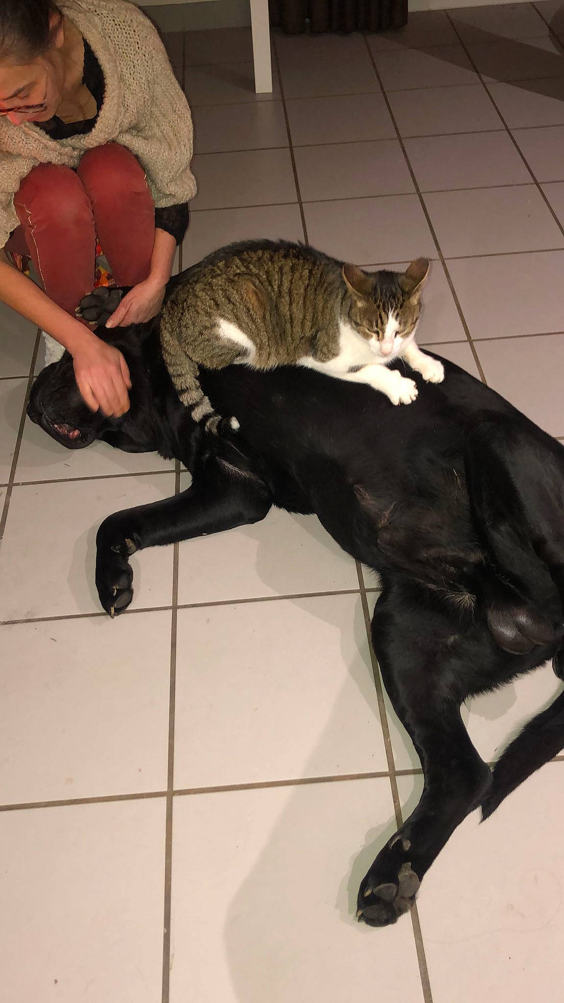 Pixel a rejoint le concours — aidez-le/la à gagner de superbes lots ! carnivore, cat, claw, comfort, domestic_short_haired_cat, felidae, flooring, foot, formal_wear, fun, fur, human_leg, knee, lap, leg, small_to_medium_sized_cats, tail, terrestrial_animal, thigh, whiskers