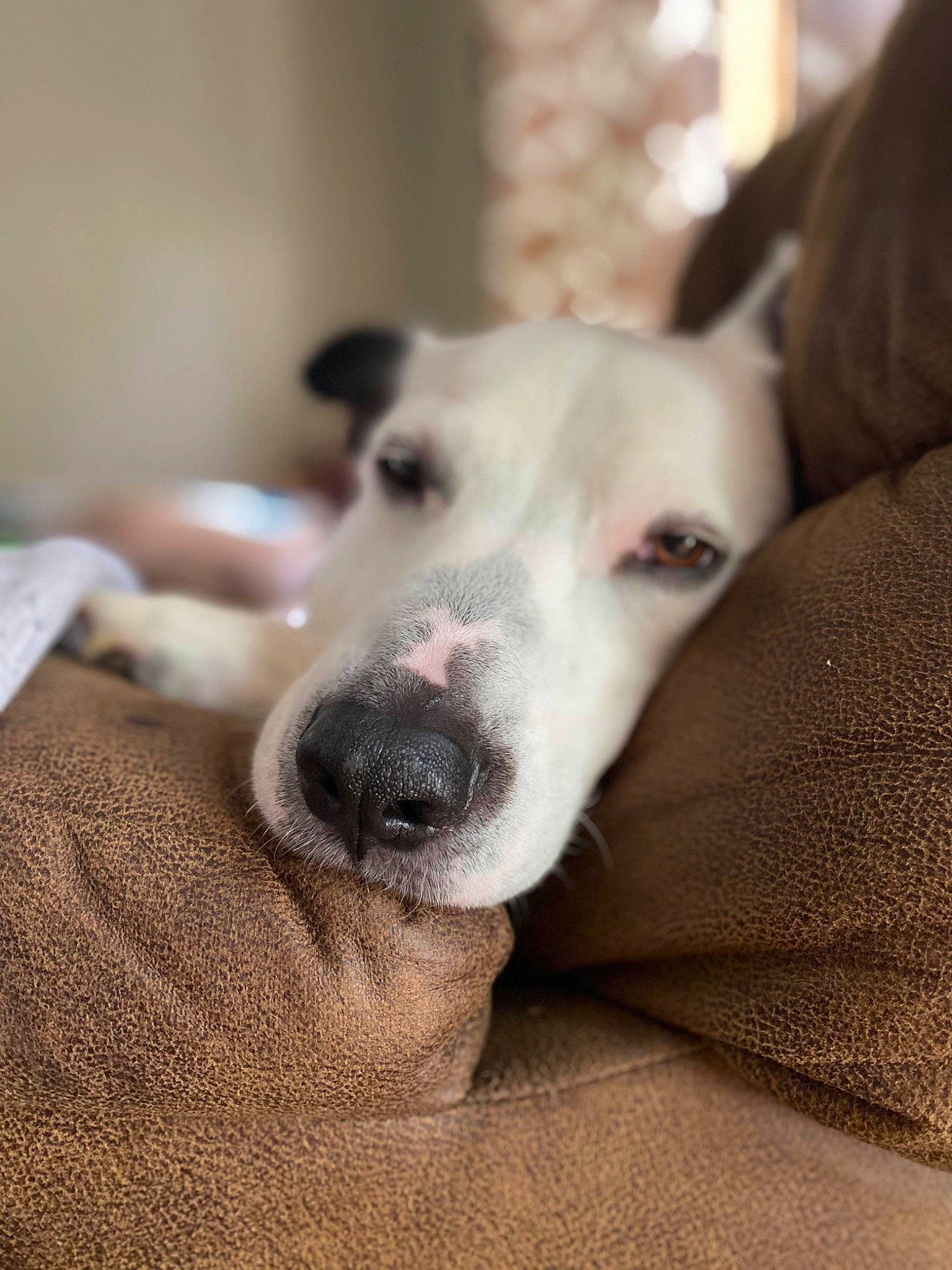 Boomer joined the competition — help win amazing prizes! canidae, carnivore, collar, comfort, companion_dog, dog, dog_breed, fawn, guard_dog, non_sporting_group, rampur_greyhound, sighthound, sporting_group, terrestrial_animal, whiskers, working_animal, working_dog