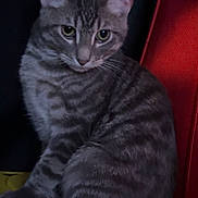 Yang is registered to the contest to win money with this photo: cat, tabby, gray_cat, animal, pet, indoor, feline, sitting, striped, whiskers, ears, eyes, yellow_surface, red_background, fur, domestic_animal, cute, mammal, portrait, looking