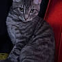 cat, tabby, gray_cat, animal, pet, indoor, feline, sitting, striped, whiskers, ears, eyes, yellow_surface, red_background, fur, domestic_animal, cute, mammal, portrait, looking