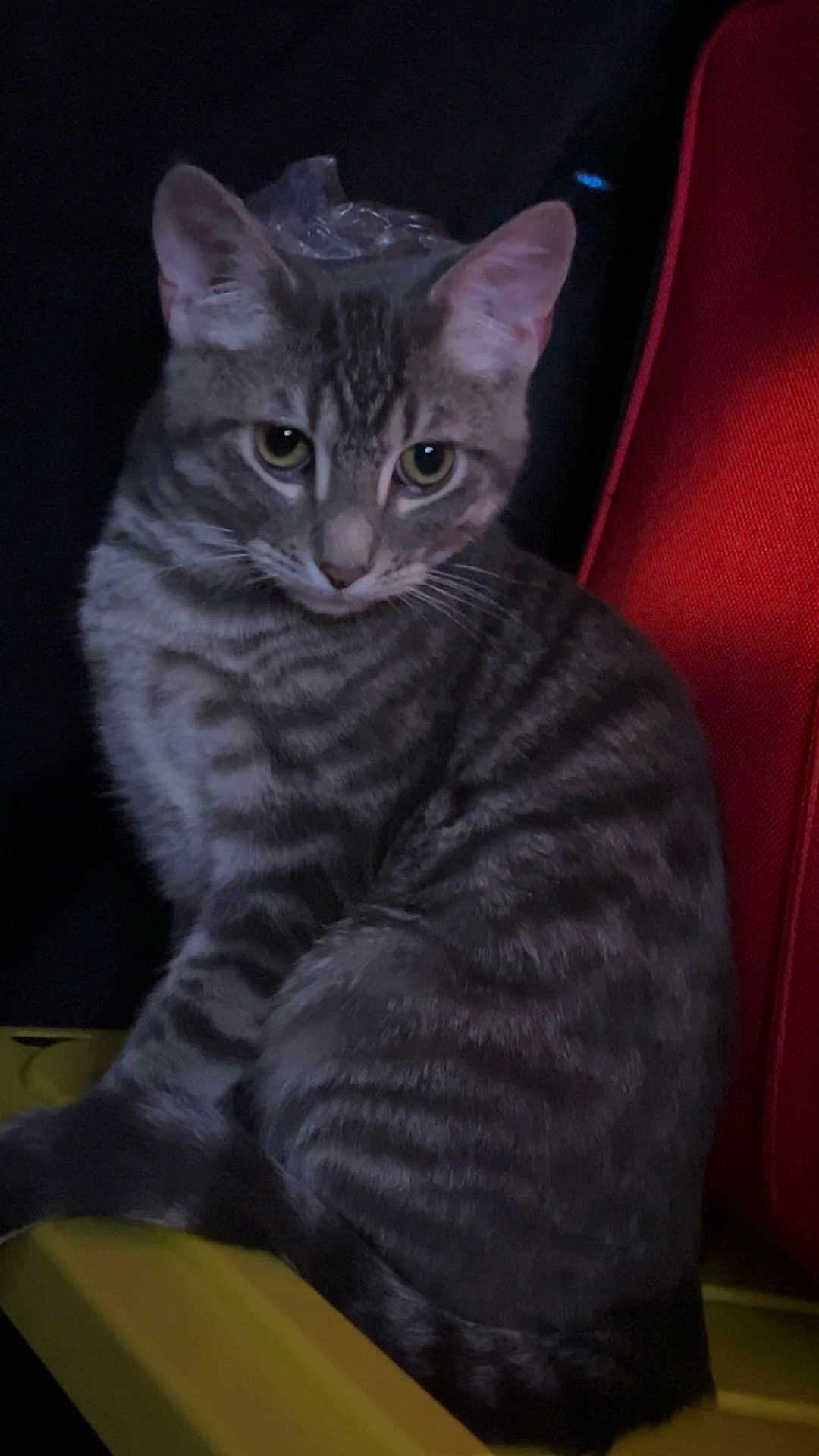 Yang is registered to the contest to win money with this photo: cat, tabby, gray_cat, animal, pet, indoor, feline, sitting, striped, whiskers, ears, eyes, yellow_surface, red_background, fur, domestic_animal, cute, mammal, portrait, looking