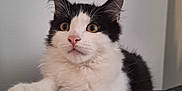 Mochi a rejoint le concours — aidez-le/la à gagner de superbes lots ! cat, black_and_white, fluffy, feline, pet, animal, whiskers, ears, paw, close_up, alert, indoor, resting, fur, portrait, cute, domestic, soft, texture, gray_background