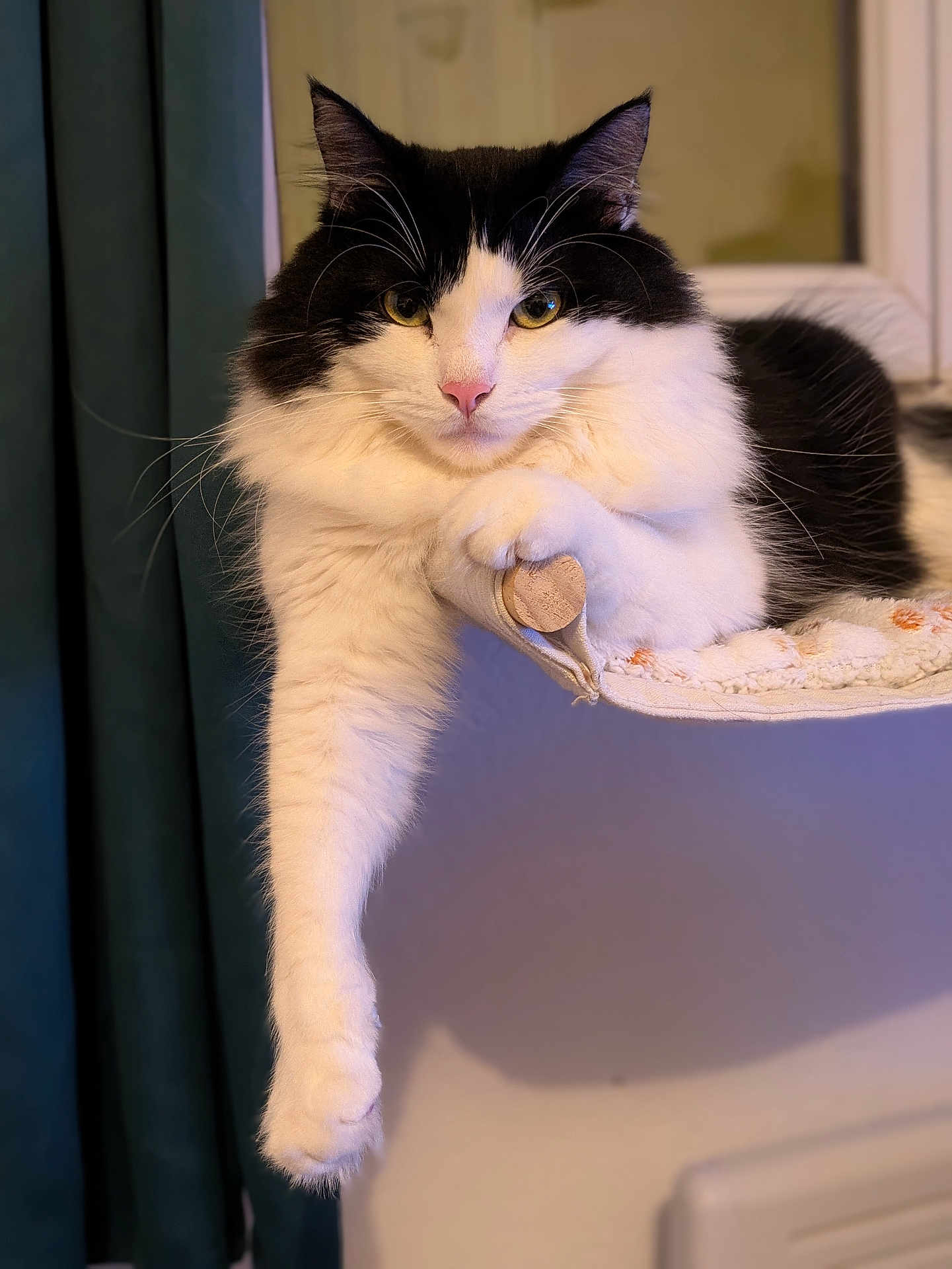 Mochi participe au concours pour gagner de l'argent avec cette photo : cat, black_and_white, fluffy, paw, perch, indoor, window, curtain, feline, relaxed, cozy, fur, pet, animal, portrait, whiskers, pink_nose, claw, resting, domestic_cat