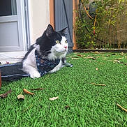 Mochi a rejoint le concours — aidez-le/la à gagner de superbes lots ! cat, black_and_white, bandana, grass, outdoor, greenery, door, wall, plants, garden, animal, pet, feline, sitting, looking_away, whiskers, fur, eyes, nature, relaxing
