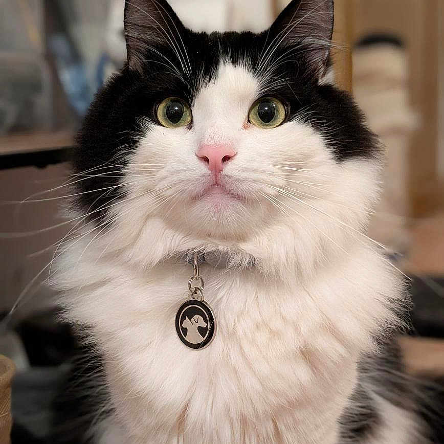 Mochi a rejoint le concours — aidez-le/la à gagner de superbes lots ! alert, animal, black_and_white, cat, close_up, collar, curious, cute, domestic_animal, feline, fluffy, fur, household, indoor, majestic, pet, pink_nose, portrait, whiskers, wide_eyes