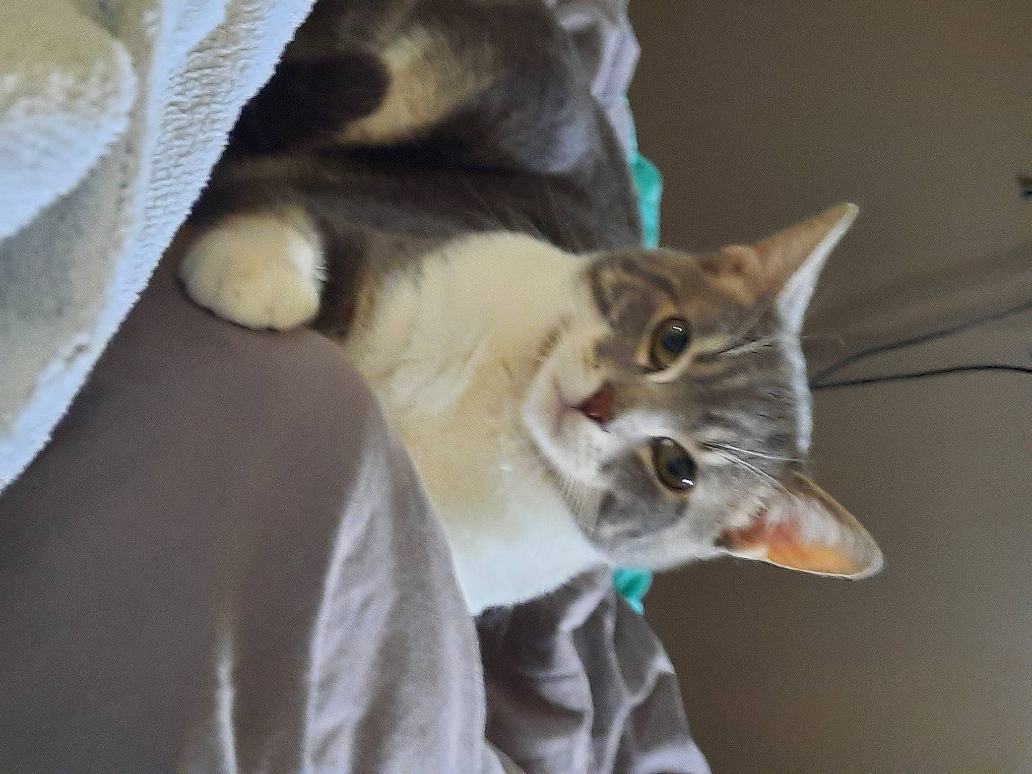 Midas participe au concours pour gagner de l'argent avec cette photo : canidae, carnivore, cat, claw, collar, comfort, domestic_short_haired_cat, ear, fang, fawn, felidae, fur, jaw, musical_instrument, paw, small_to_medium_sized_cats, tail, whiskers, window