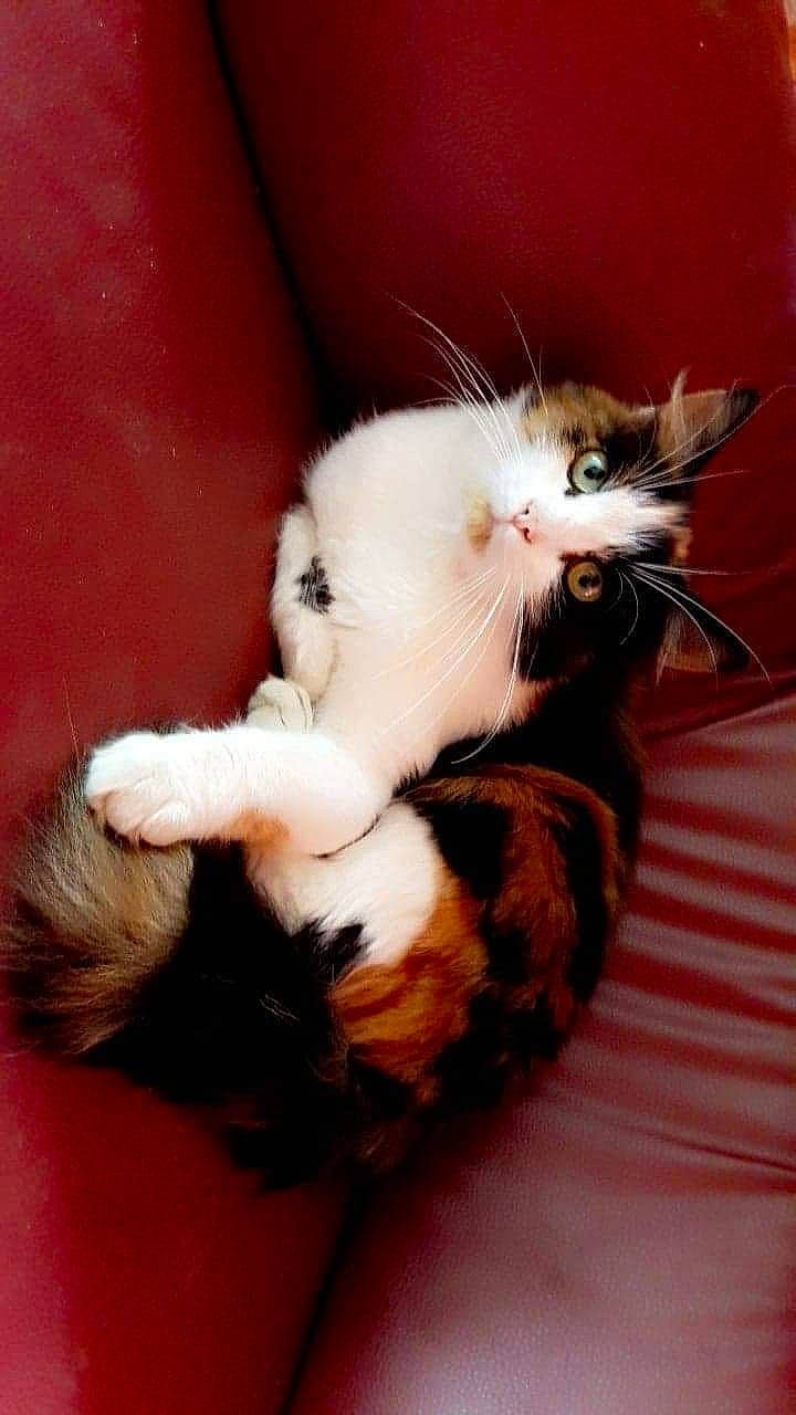 Michka a rejoint le concours — aidez-le/la à gagner de superbes lots ! canidae, carnivore, cat, claw, comfort, companion_dog, domestic_short_haired_cat, ear, felidae, fur, paw, plant, small_to_medium_sized_cats, tail, whiskers