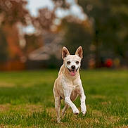 Jose joined the competition — help win amazing prizes! active, animal, blurred_background, canine, daylight, dog, ears_up, field, grass, happy, joyful, mammal, nature, outdoor, pet, playful, running, small_dog, tongue_out, walking