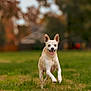 active, animal, blurred_background, canine, daylight, dog, ears_up, field, grass, happy, joyful, mammal, nature, outdoor, pet, playful, running, small_dog, tongue_out, walking