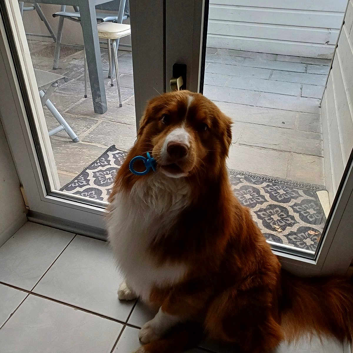 Stan a rejoint le concours — aidez-le/la à gagner de superbes lots ! animal, architecture, building, canine, dog, door, hardwood, hound, housing, indoors, interiordesign, mat, outdoors, pet, puppy, shelter, stainedwood, window, windowsill, wood