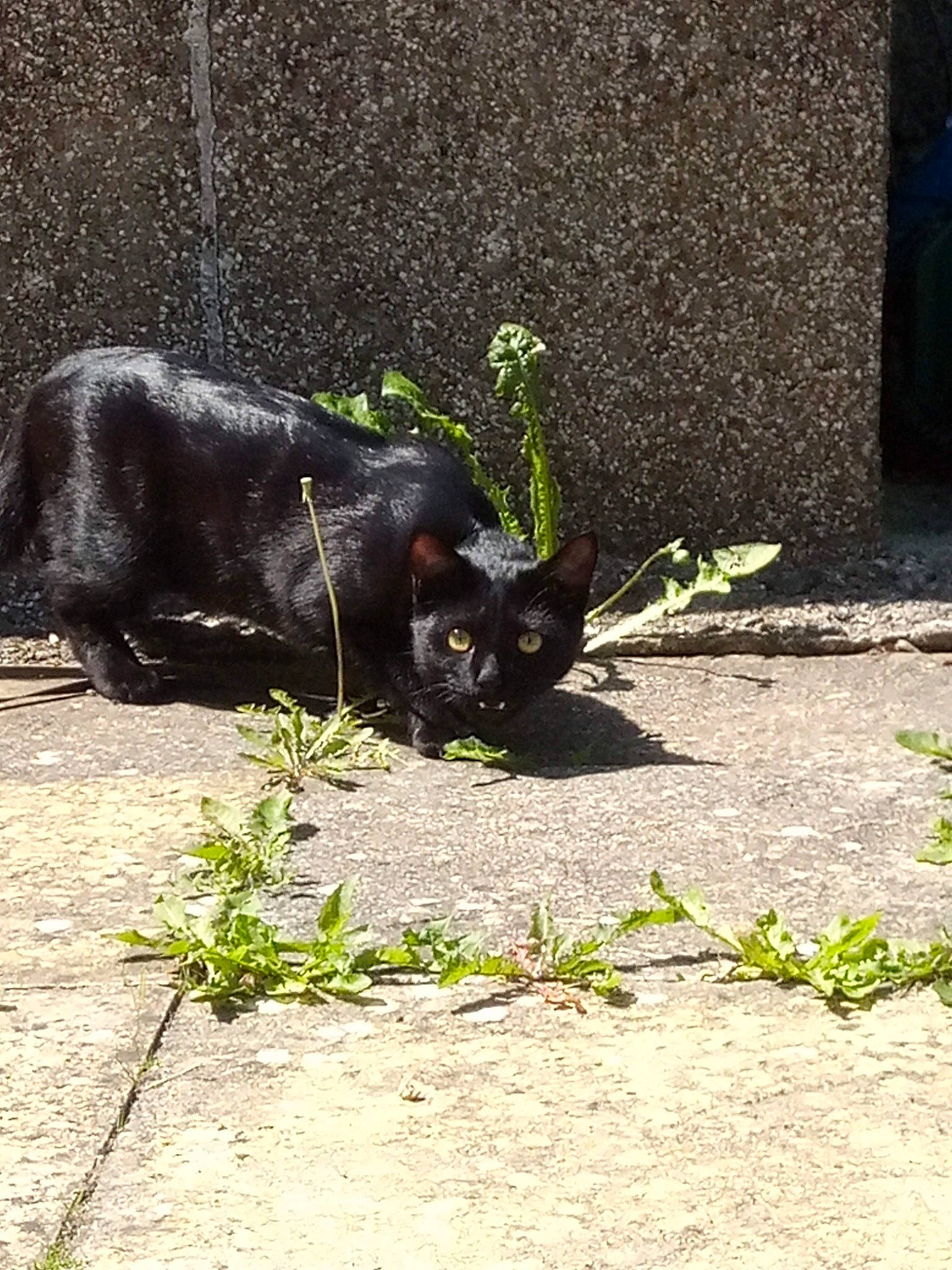 Django is registered to the contest to win money with this photo: asphalt, canidae, carnivore, cat, dog_breed, domestic_short_haired_cat, eye, felidae, grass, plant, road_surface, shadow, sidewalk, small_to_medium_sized_cats, snout, tail, terrestrial_animal, tints_and_shades, whiskers, working_animal