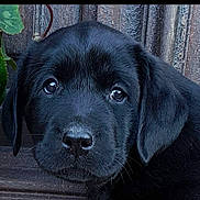 NaÏs participe au concours pour gagner de l'argent avec cette photo : beagador, borador, canidae, carnivore, companion_dog, dog, dog_breed, flat_coated_retriever, labrador_retriever, mammal, photo_caption, pointing_breed, puppy, retriever, snout, sporting_group