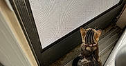 Poppy is registered to the contest to win money with this photo: animal, back_view, cat, collar, curious, domestic, doorframe, feline, floor, house, indoor, lonely, pet, quiet, resting, screen_door, small_space, tabby_cat, waiting, window_screen