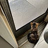 cat, tabby_cat, collar, indoor, screen_door, doorframe, floor, waiting, pet, animal, feline, back_view, window_screen, house, quiet, curious, small_space, lonely, resting, domestic