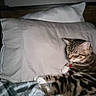Poppy joined the competition — help win amazing prizes! animal, bed, blanket, cat, collar, cozy, cute, domestic, feline, fur, indoor, pet, pillow, red_tag, relaxed, resting, sleeping, striped, tabby, whiskers