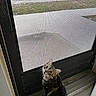 Poppy is registered to the contest to win money with this photo: animal, cat, collar, curious, domestic_cat, doorframe, ears, feline, floor, home, indoor, looking_up, pet, screen_door, sitting, striped_fur, tabby, tail, whiskers, window_screen