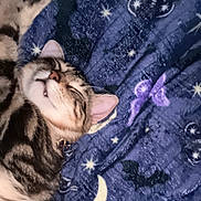 Poppy is registered to the contest to win money with this photo: animal, blanket, butterflies, cat, cozy, cute, face, fur, indoor, moon, night_theme, paw, pet, purple, relaxed, resting, sleeping, stars, tabby_cat, whiskers