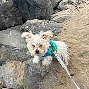 Oliver is registered to the contest to win money with this photo: dog, white_dog, small_dog, rock, sand, leash, outdoor, pet, curious, fur, animal, nature, walking, playful, canine, collar, jacket, ground, daytime, texture