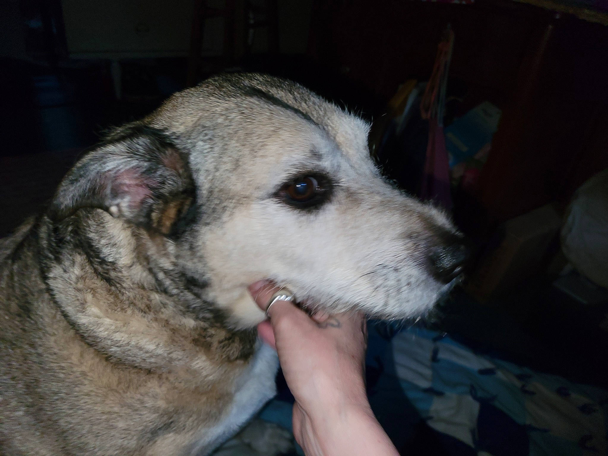 Bubba joined the competition — help win amazing prizes! canidae, canis, carnivore, dog, dog_breed, fawn, foot, fur, jaw, non_sporting_group, snout, sporting_group, terrestrial_animal, whiskers, working_animal, working_dog