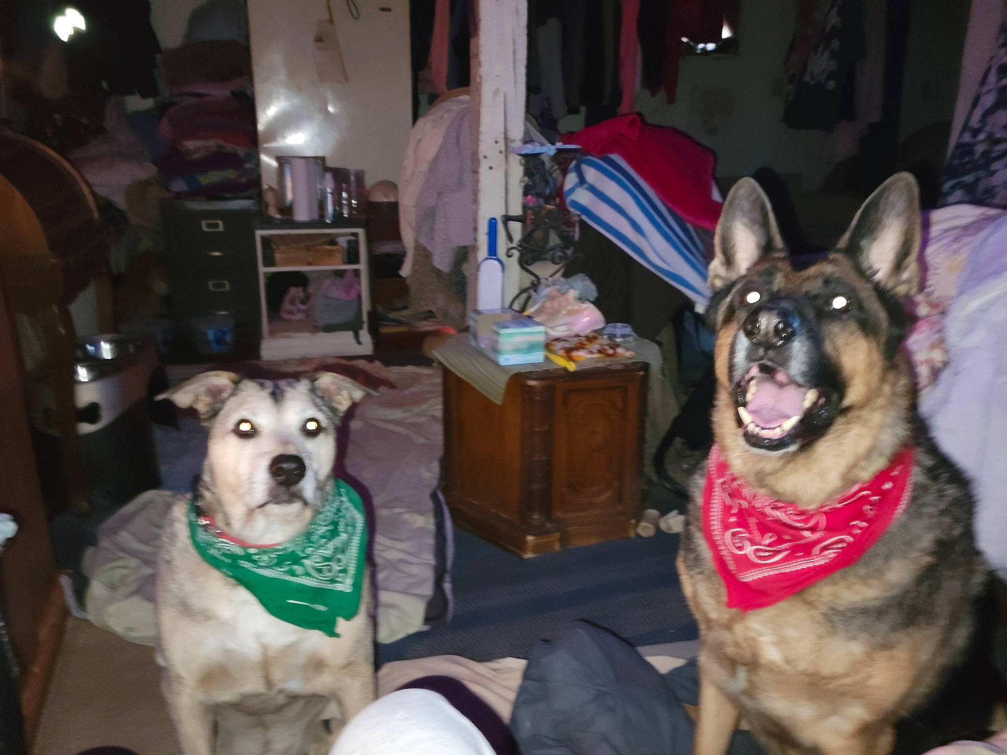 Bubba joined the competition — help win amazing prizes! canidae, carnivore, chair, collar, companion_dog, couch, dog, dog_breed, dog_supply, east_european_shepherd, fawn, fur, german_shepherd_dog, guard_dog, herding_dog, mammal, picture_frame, snout, sporting_group, working_animal