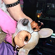 Tank joined the competition — help win amazing prizes! audio_equipment, child, ear, event, eyelash, eyewear, flesh, fun, fur, happy, human_leg, jewellery, magenta, mouth, nail, party, pink, thigh, toy, wrist