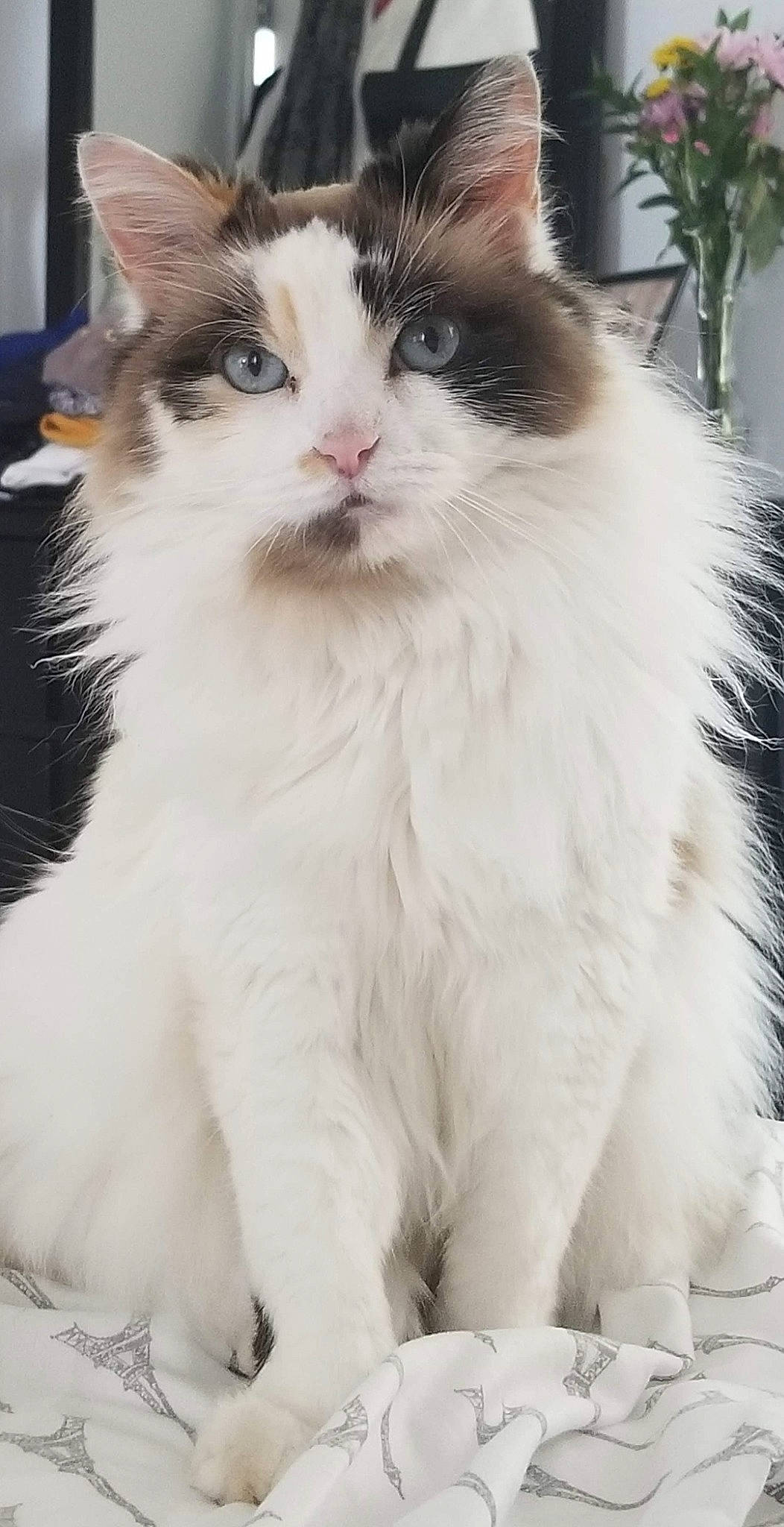 Micaella is registered to the contest to win money with this photo: carnivore, cat, claw, fawn, felidae, formal_wear, fur, small_to_medium_sized_cats, snout, tail, terrestrial_animal, whiskers