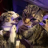 Bella joined the competition — help win amazing prizes! cat, tabby, animal, pet, feline, fur, whiskers, indoor, carpet, playful, aggressive, teeth, ears, paw, closeup, two_animals, fight, expression, domestic, mammal